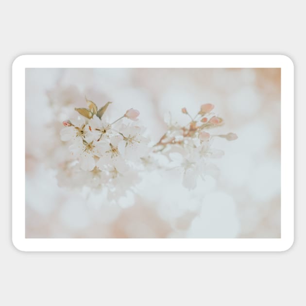 White Cherry Blossom Photo, Atmospheric Oshima Cherry Blossom Close-up Sticker by Melissa Peltenburg Travel Photography